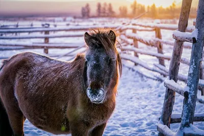 Фото коней зимой 