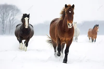 Скачущих Лошадей Зимой — стоковые фотографии и другие картинки Лошадь -  Лошадь, Животные в дикой природе, Бегать - iStock