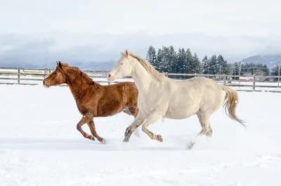 картинки : снег, зима, Лошадь, Млекопитающее, Жеребец, поездка, время года,  Фауна, Верховая езда, пони, Монтировать, Позвоночный, Кобыла, Вьючное  животное, Школа верховой езды, Конь как млекопитающее, Мустанг лошадь  5184x3456 - - 618610 - красивые ...