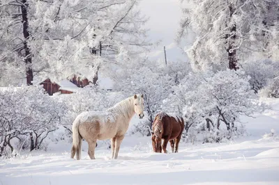 Красная лошадь в снегу зимой Стоковое Фото - изображение насчитывающей  цвет, грива: 209608330