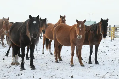 Две лошади в загоне на ферме зимой. коричневая и белая лошадь зимой в  вольере для животных | Премиум Фото