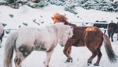 лошади бегут по снегу, зима, высокое разрешение, снег фон картинки и Фото  для бесплатной загрузки
