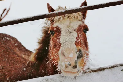 Прекрасные лошади в настоящую русскую зиму | Усадьба Белая Лошадь | Дзен