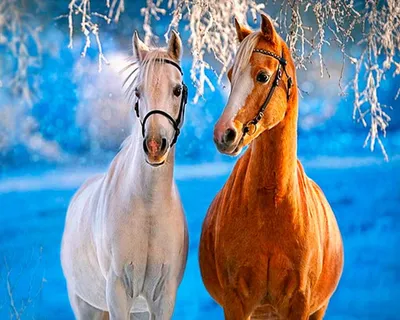 Фото коней зимой фотографии