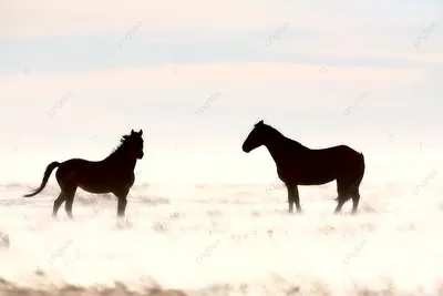 Картина стразами \"Лошади зимой\" - ГЕЛ0161461 - оптом купить в Уфе по  недорогой цене в интернет-магазине Стартекс