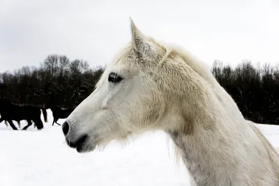 Зимнее содержание лошадей — 44030
