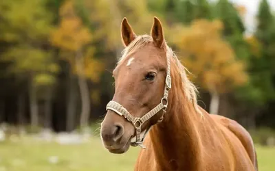 Картина с лошадью \"Быстрее ветра\". Картина лошадь, лошади в  интернет-магазине Ярмарка Мастеров по цене 8500 ₽ – RCSOKRU | Картины,  Самара - доставка по России