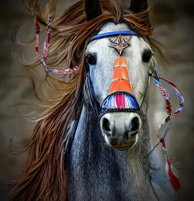 Лошадь • Описание, фото, особенности питания, распространение