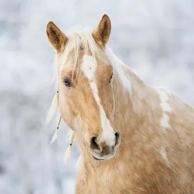Коня на скаку»: как перебороть страх лошадей и прокачать тело — «Вечерний  Владивосток»