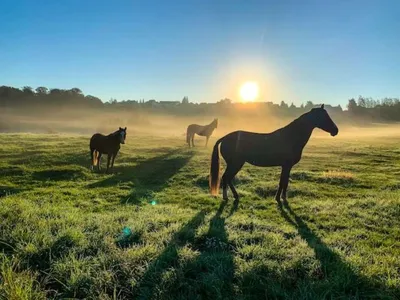 Ганноверская лошадь (кобыла) купить Украина | Товары для конного спорта  Equine House