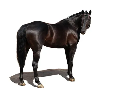 прыгающий конь, черный, животное png | PNGEgg