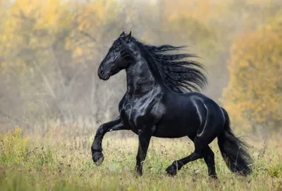 Белая лошадь в Подмосковье - лошади Дзержинский