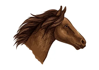 Голова коня рисунок - 35 фото