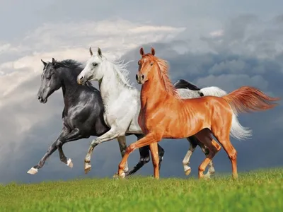 Фотообои Три коня на стену. Купить фотообои Три коня в интернет-магазине  WallArt