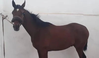 Лошадь на заводе Портрет лошади, коричневого коня Стоковое Изображение -  изображение насчитывающей трава, конноспортивно: 157067753