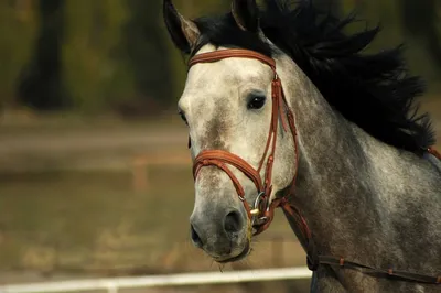 Опубликовано видео измученного коня, сбежавшего от похитителей на Сахалине  - Новости Сахалинской области. Происшествия - astv.ru