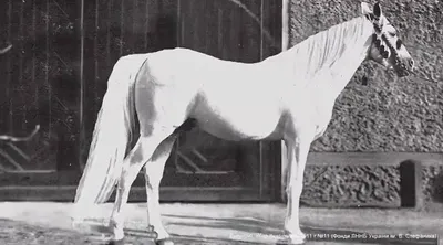 Боевой конь (фильм) — Википедия