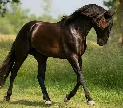 Какой породы был Буцефал. 5 интересных фактов про коня Александра  Македонского | Популярная наука | Дзен