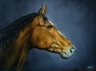 Сжать изображение на лошади Портрет лошади, коричневого коня Стоковое Фото  - изображение насчитывающей снаружи, облака: 157067754