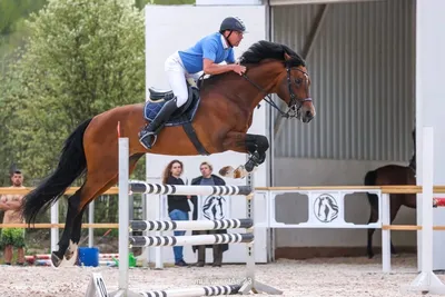Статьи, Почему же конный спорт - это все-таки спорт | Prokoni.ru