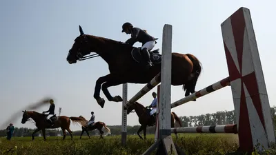 Федерация конного спорта Краснодарского края - Организация
