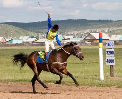 Прикладные виды конного спорта и туризма | EquiLife.ru - Первый Конный  журнал online