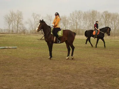 Федерация конного спорта России - YouTube