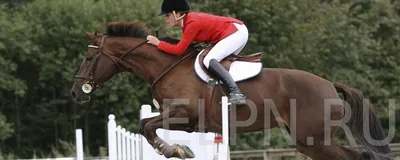 Коммерсантка любящая конного спорта обнимая ее белую лошадь Стоковое Фото -  изображение насчитывающей катание, состязание: 123392740