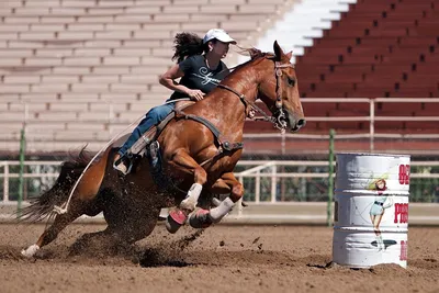 Особенности конного спорта, и почему его решили убрать из программы  Олимпиады | Divos | Дзен