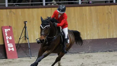 4 направления конного спорта, популярные в России | Конники России | Дзен