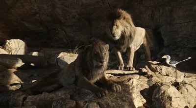 Ремейк «Короля Льва»: Animal Planet с говорящими животными | GQ Россия