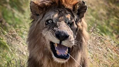Король-лев 3: Хакуна Матата - «Король лев без короля льва» | отзывы