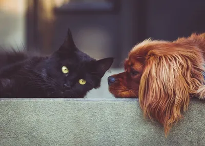 Собака или кошка: кто лучше и кого выбрать?
