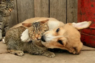 Собака и кошка лучшие друзья» — создано в Шедевруме