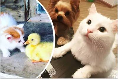 Как ужиться кошке с собакой рассказали эксперты | Ветеринария и жизнь