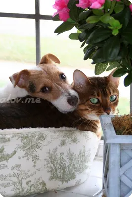 Фото кошек и собак вместе фотографии