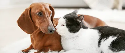 Лучшие друзья. Какие породы собак дружат с кошками? Отвечают эксперты  Адаптил