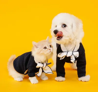 Дружба кошки и собаки: преодолевая трудности вместе» — создано в Шедевруме