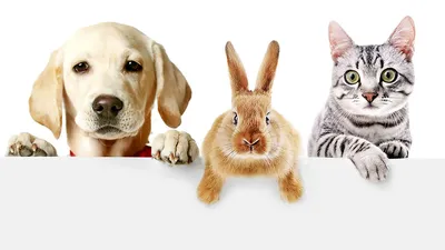 ряд домашних кошек и собак смешанной породы Стоковое Фото - изображение  насчитывающей вне, группа: 226868618