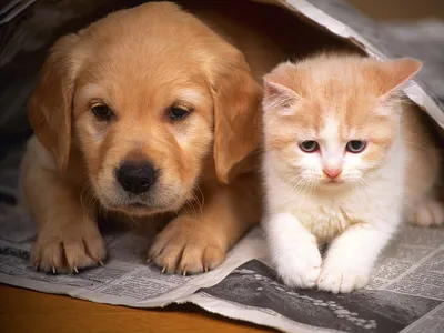 Можно ли содержать собаку и кошку вместе в доме | Мир домашних животных |  Дзен