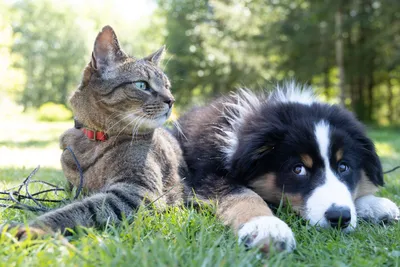 Опухоли щитовидной железы у кошек и собак -