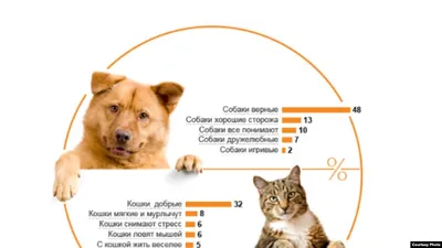 Почему кошки и коты боятся собак – 3 причины
