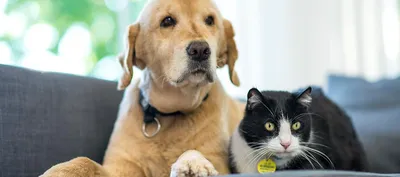 Названы популярные в России клички кошек и собак | Ветеринария и жизнь
