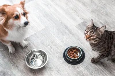 Потребность в воде и гидратация кошек и собак | Клуб ветеринаров