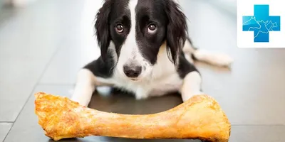 Можно ли собакам давать кости | Гомеовет - ветаптека и зоомагазин | Дзен