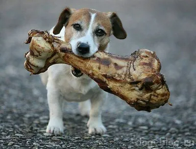 🦴 Кости для собак купить в Владивостоке - хрящевые большие натуральные  кости - магазин Дикоед