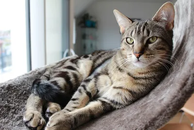 Пространство для кошек и ваше жилье - БАГИРА зоомагазин №1 в Крыму