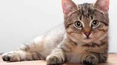 Миром правят котики: когда в доме появляется кот – жизнь в нем меняется  навсегда - Delfi RUS