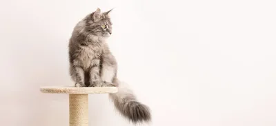 Кошачья ОПГ: у меня дома живут два кота - Питомцы Mail.ru