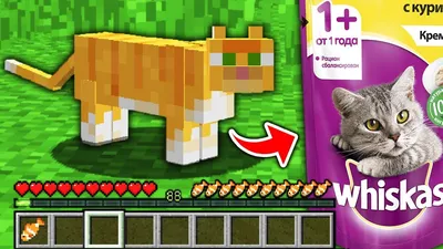 Гималайский кот Minecraft Сиамский кот Бенгальский кот Персидский кот,  енот, угол, животное, кожа png | Klipartz